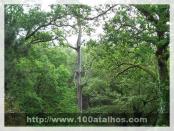 Click na foto para ampliar!