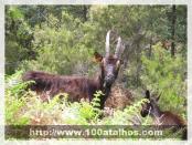 Click na foto para ampliar!