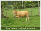 Click na foto para ampliar!