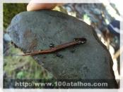 Click na foto para ampliar!