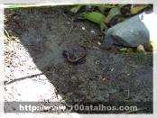 Click na foto para ampliar!