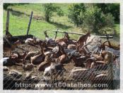 Click na foto para ampliar!