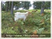 Click na foto para ampliar!