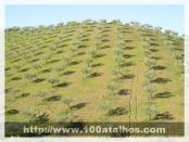 Click na foto para ampliar!