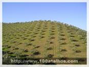 Click na foto para ampliar!