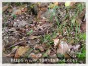 Click na foto para ampliar!