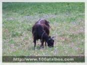 Click na foto para ampliar!