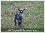 Click na foto para ampliar!