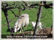 Click na foto para ampliar!