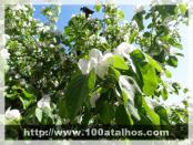 Click na foto para ampliar!