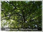 Click na foto para ampliar!