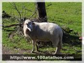 Click na foto para ampliar!