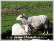 Click na foto para ampliar!