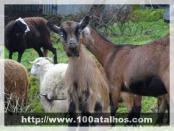 Click na foto para ampliar!