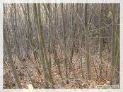 Click na foto para ampliar!