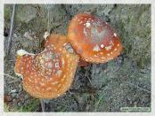 Click na foto para ampliar!