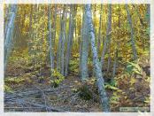 Click na foto para ampliar!