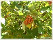 Click na foto para ampliar!