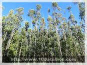 Click na foto para ampliar!