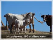 Click na foto para ampliar!