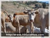 Click na foto para ampliar!