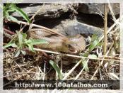 Click na foto para ampliar!