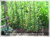 Click na foto para ampliar!