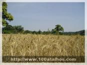 Click na foto para ampliar!