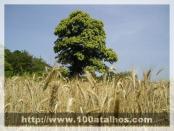 Click na foto para ampliar!