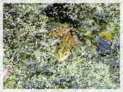 Click na foto para ampliar!