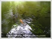 Click na foto para ampliar!