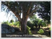 Click na foto para ampliar!